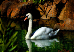 AWARDED: Beautiful Swan – Photo by Ruth Read